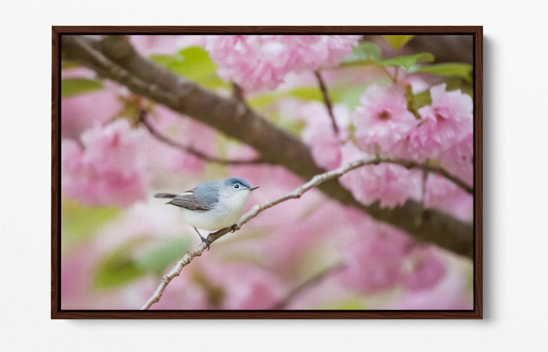 BIRD & CHERRY BLOSSOM PHOTOGRAPHY -FLOAT EFFECT CANVAS WALL ART PICTURE PRINT