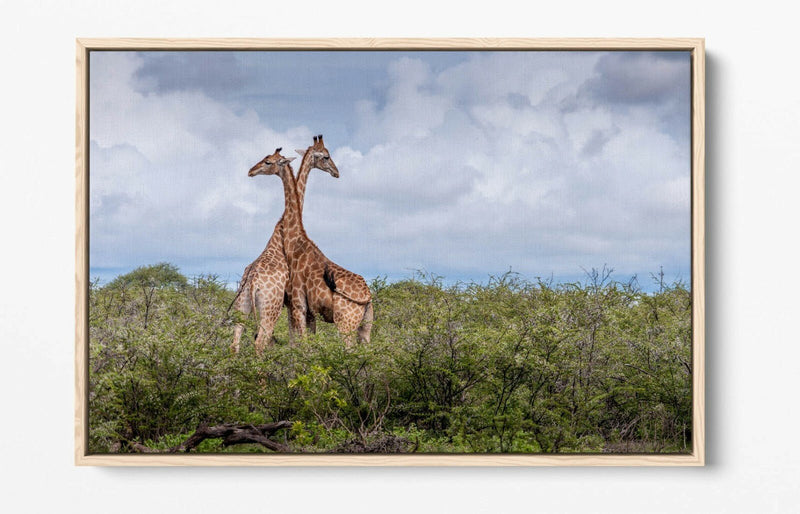 Canvas Wall Art - Giraffes In Love | Float Effect Animal Canvas Print, Ready To Hang
