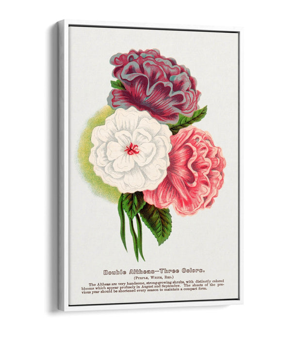 Float Effect Canvas Art - Double Althea Lithograph Wall Print With Stylish Float Frame