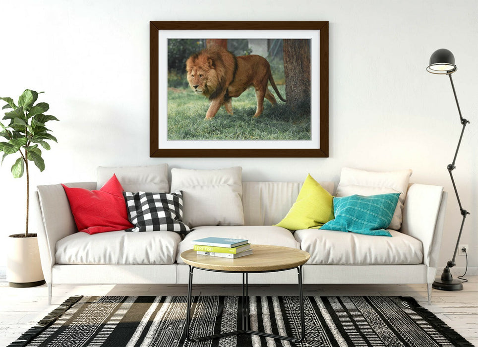 LION ON THE PROWL -WALL ART FRAMED POSTER PICTURE PRINT- ANIMAL PHOTOGRAPHY