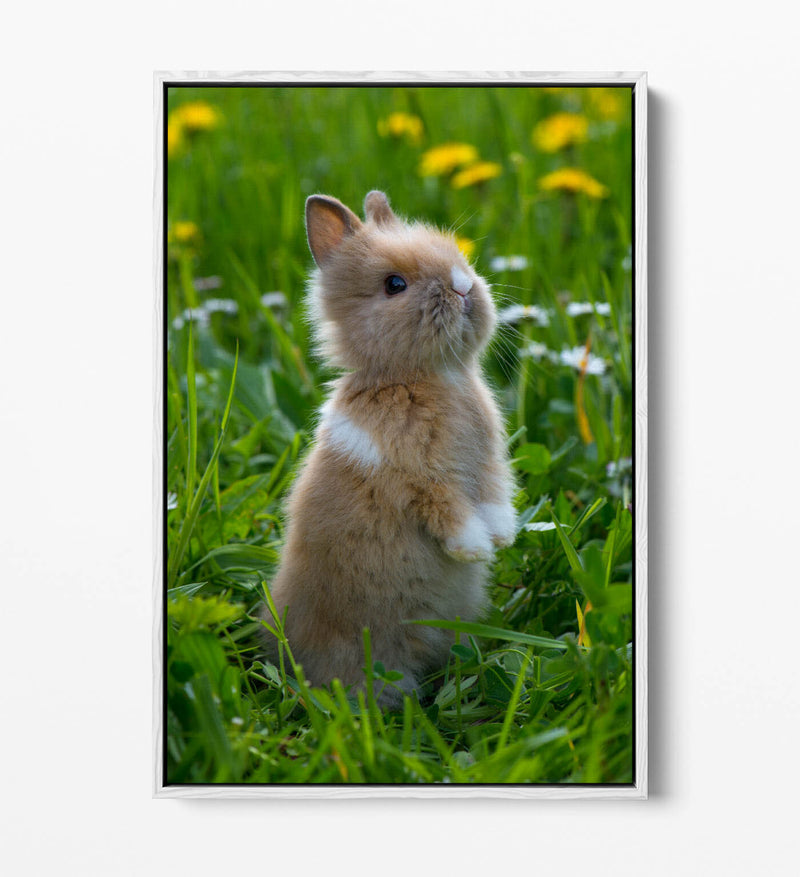 Bunny Canvas Wall Art – Cute Rabbit Home Decor With Float Effect Canvas Print