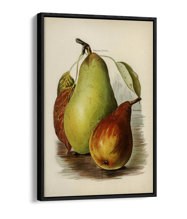 Canvas Wall Art Print - Vintage Illustration Pears on Float Effect Canvas with 30mm Deep Frame