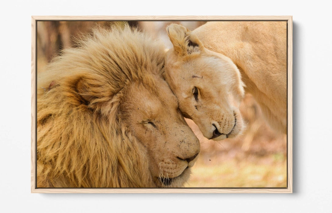 Canvas Wall Art - Lions In Love Float Effect Handmade Bedroom Decor Print