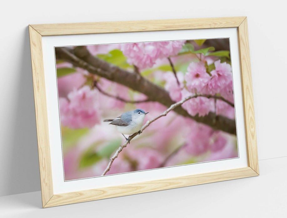 BIRD & CHERRY BLOSSOM PHOTOGRAPHY -FRAMED POSTER WALL ART PICTURE PRINT ARTWORK