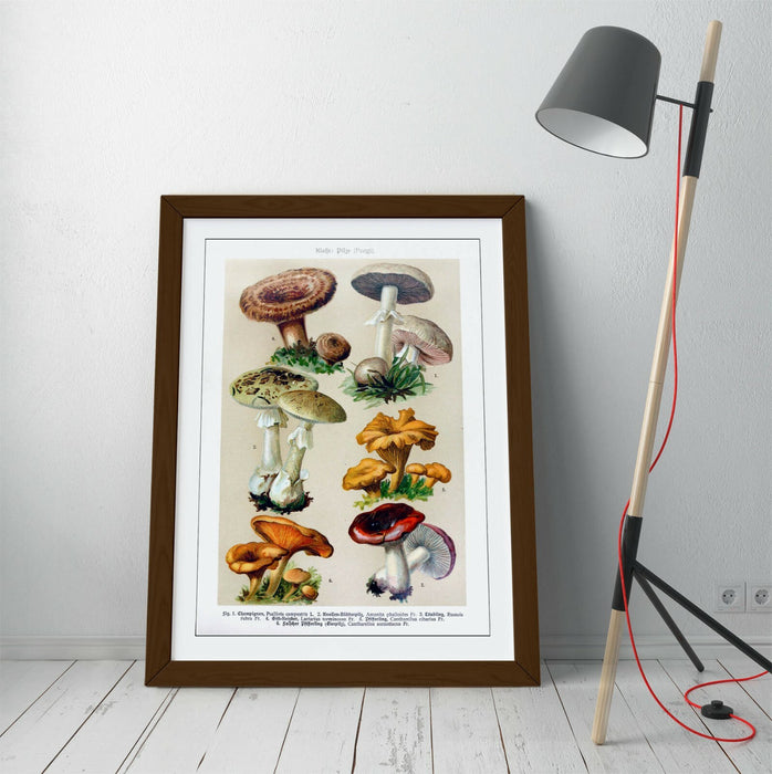 QUIRKY VINTAGE MUSHROOM ILLUSTRATIONS ART POSTER -FRAMED WALL ART PICTURE PRINT