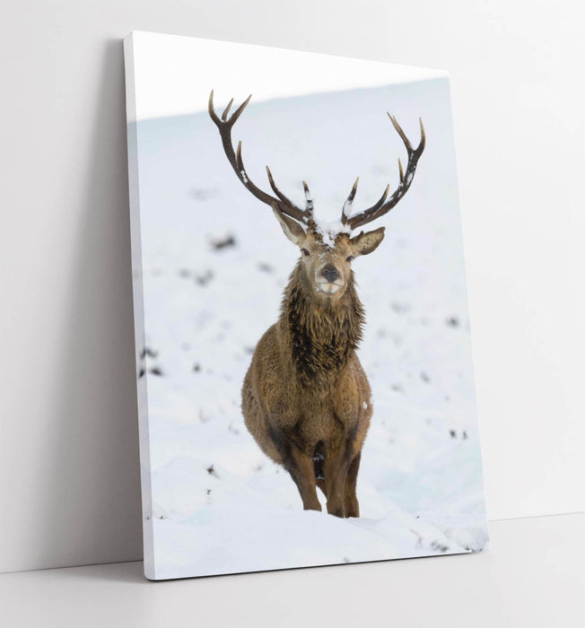 Stag Canvas Wall Art – Handmade Wildlife Print On Archival Grade Canvas
