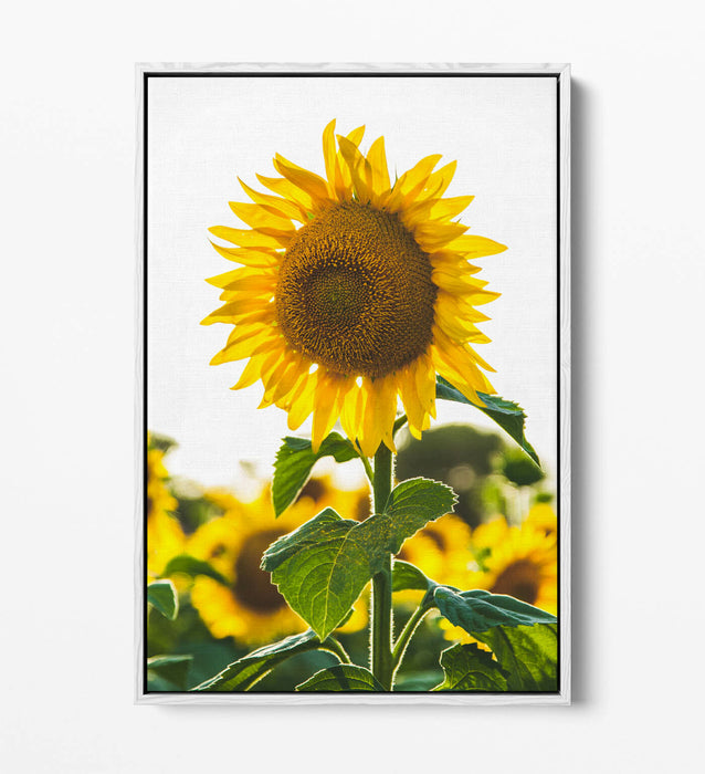 SUNFLOWER -FLOAT EFFECT CANVAS WALL ART PIC PRINT- WHITE GREEN