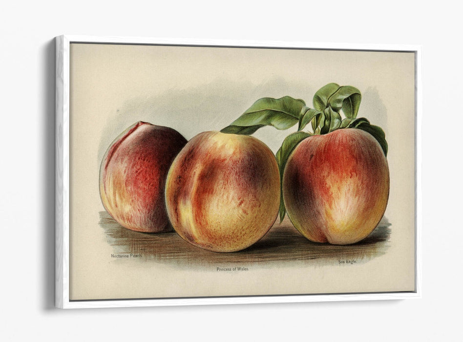 Canvas Wall Art - Vintage Peach Illustration | Float Effect Canvas Print, Ready To Hang