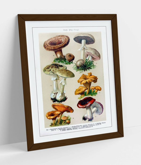 QUIRKY VINTAGE MUSHROOM ILLUSTRATIONS ART POSTER -FRAMED WALL ART PICTURE PRINT