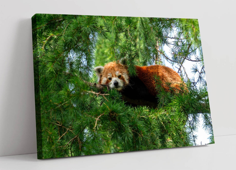 Red Panda Wall Art - Handmade Canvas Print | Cute Animal Artwork For Bedroom Decor