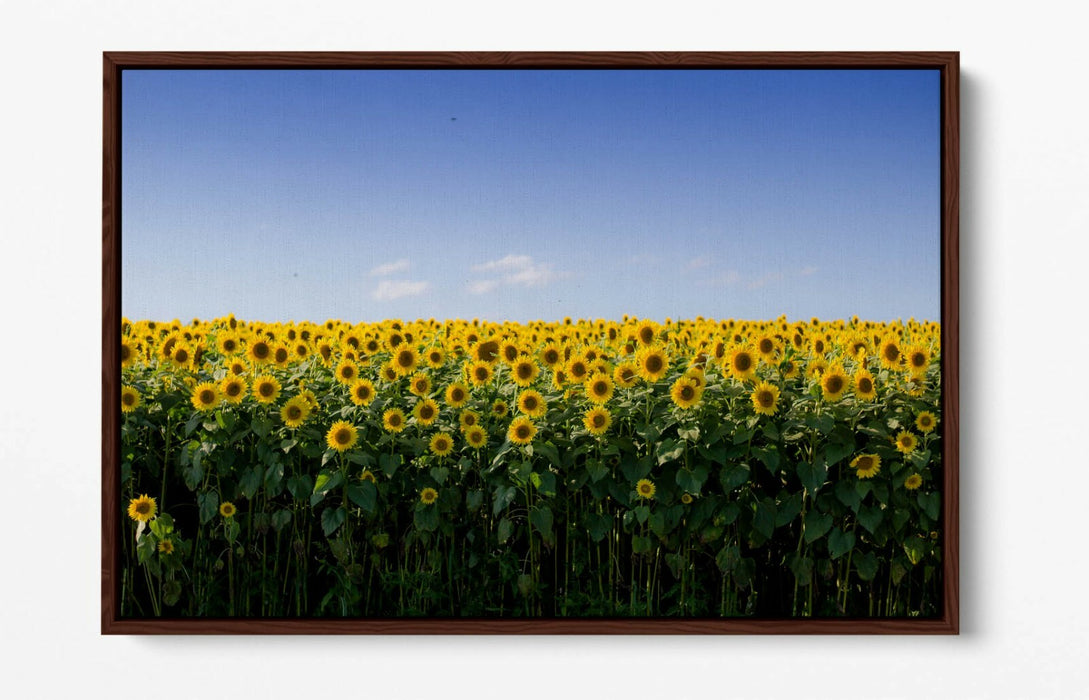 SUNFLOWER FIELD PHOTOGRAPHY -FLOAT EFFECT CANVAS WALL ART PIC PRINT