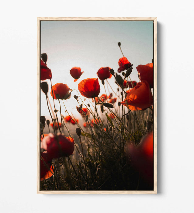 RED POPPIES FLOWER FIELD -FLOAT EFFECT CANVAS ART PRINT- PHOTOGRAPHY