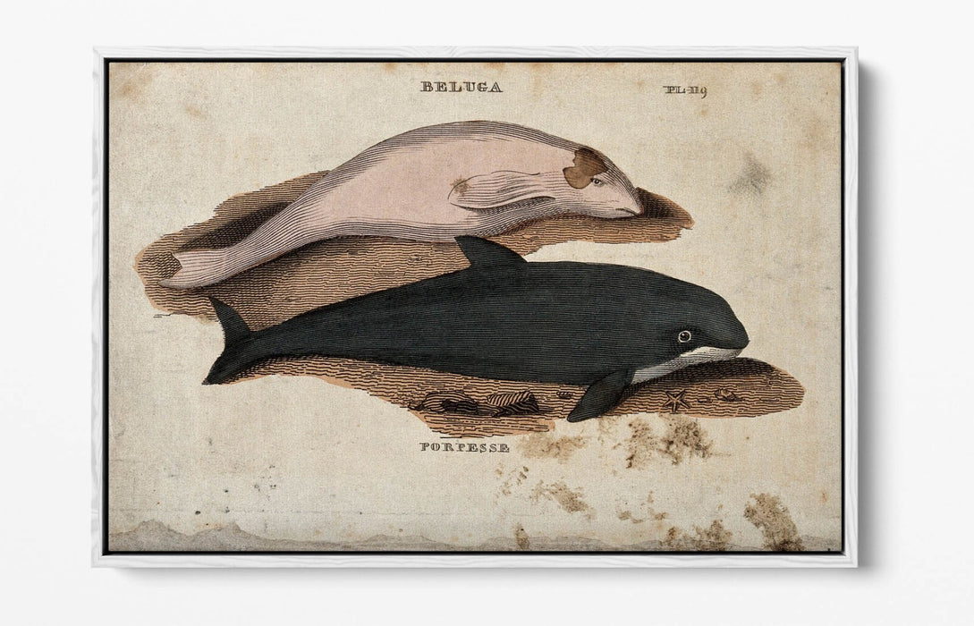 Beluga Whale Canvas Art - Float Effect Marine Animal Decor On Deep Frame