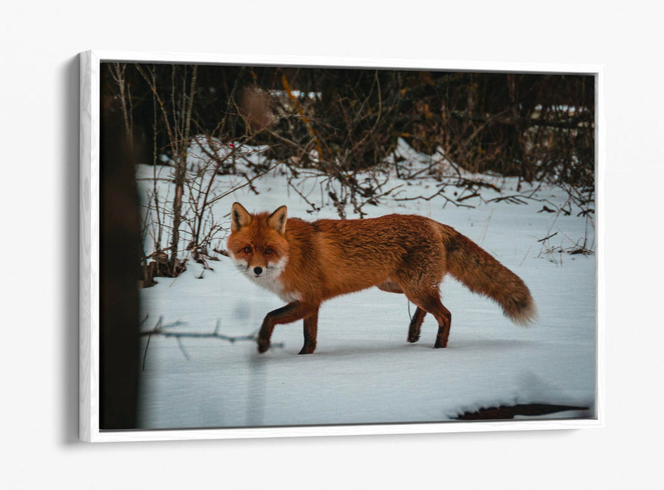 RED FOX SNOWY LAND, WILDLIFE PHOTOGRAPHY -FLOAT EFFECT CANVAS WALL ART PIC PRINT