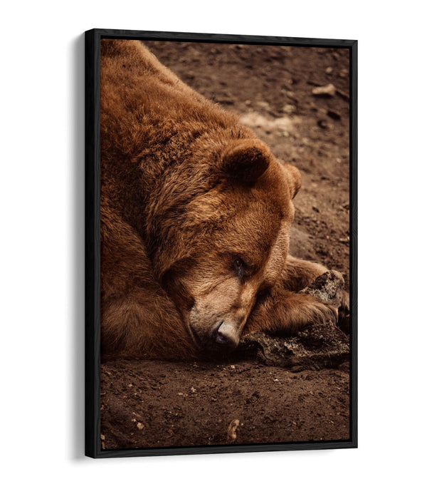 CLOSE-UP OF BROWN BEAR LAYING DOWN FLOAT EFFECT CANVAS WALL ART PRINT