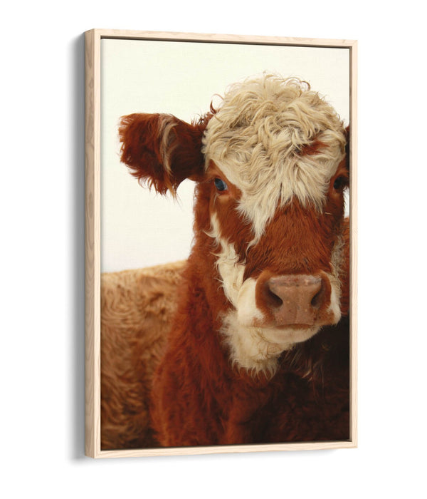 Cow Canvas Wall Art - Brown White Cow Print on Float Effect Canvas | Handmade
