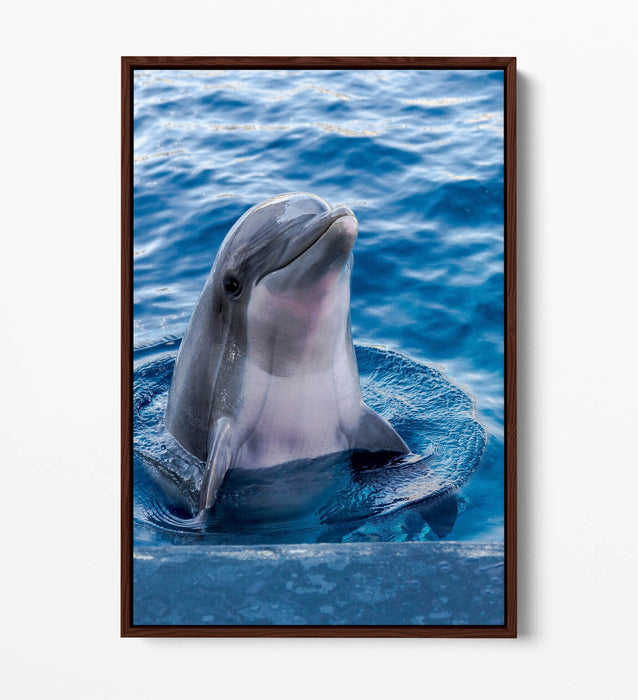 Dolphin Canvas Art – Cute Dolphin Artwork on Floating Frame Canvas, Ready to Hang