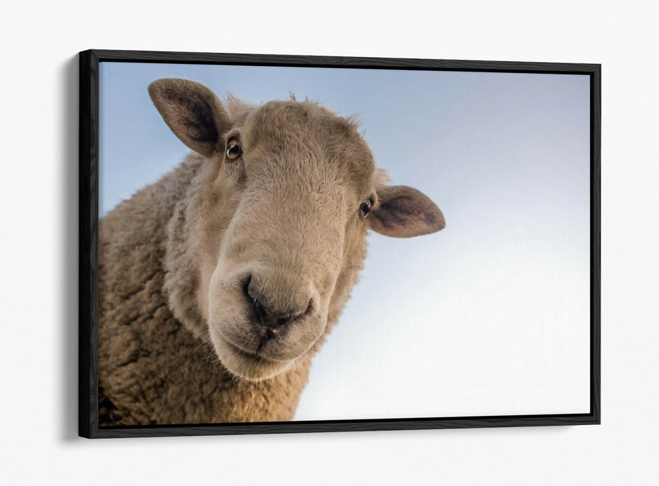 CURIOUS SHEEP -FLOAT EFFECT CANVAS WALL ART PIC PRINT- BEIGE WHITE