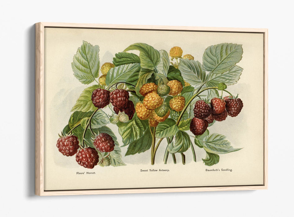 Canvas Wall Art - Vintage Illustration Raspberries Float Effect Print on Handmade Canvas