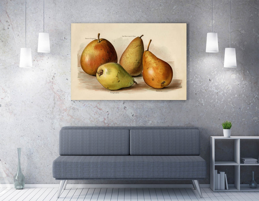 Canvas Wall Art - John Wright Vintage Illustration of Pears on Archival Grade Canvas