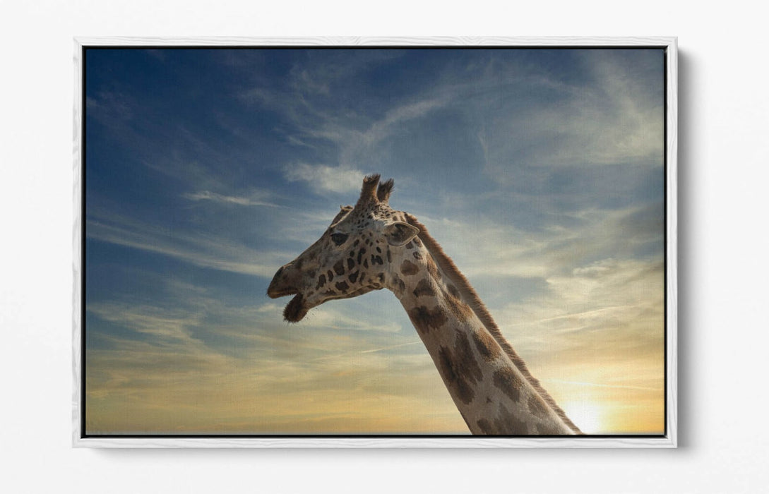 GIRAFFE IN THE CLOUDS -FLOAT EFFECT CANVAS WALL ART PIC PRINT- ANIMAL PHOTOGRAPH