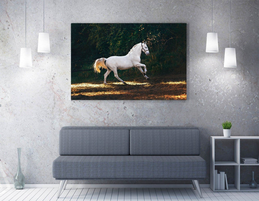 WHITE HORSE GALLOPING HOME BEDROOM DECOR CANVAS WALL ARTWORK PICTURE PRINT
