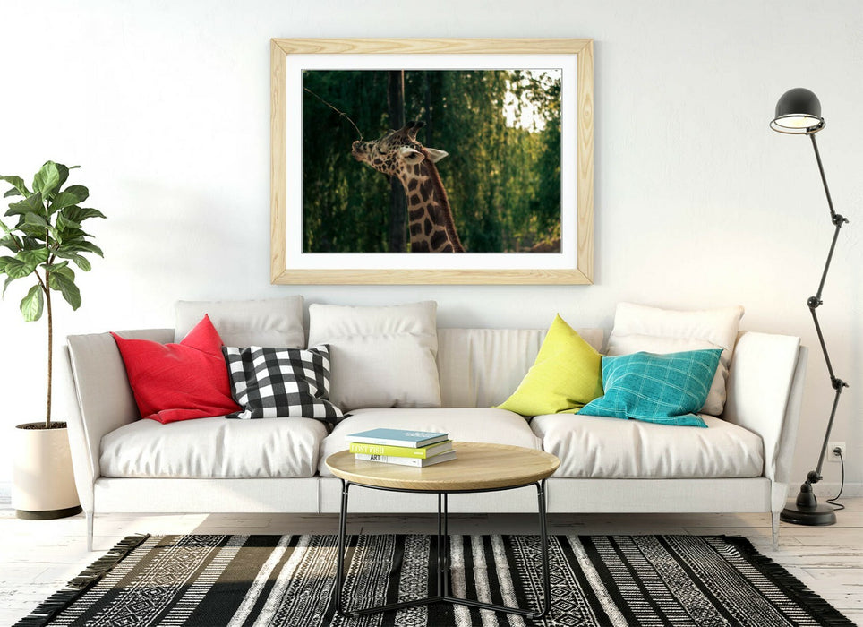 GIRAFFE GRAZING LEAVES -ART FRAMED POSTER PICTURE PRINT- WILDLIFE PHOTOGRAPHY
