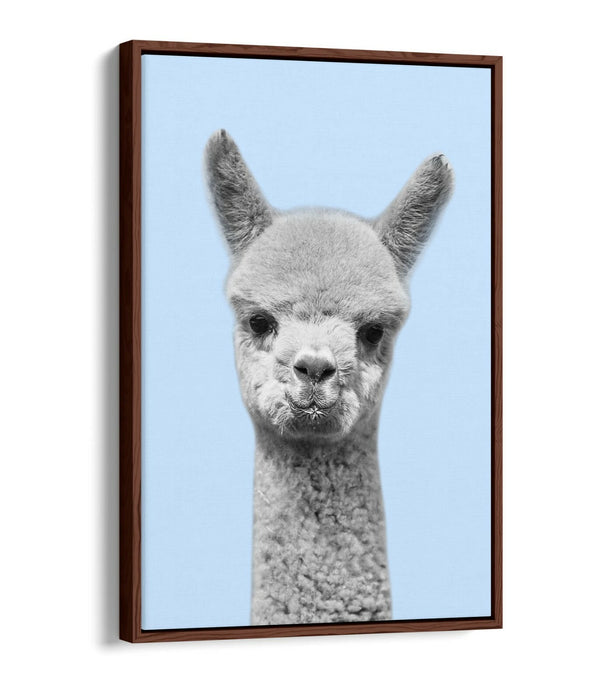 ALPACA BLACK WHITE BABY BLUE FLOAT EFFECT CANVAS WALL ART PIC PRINT