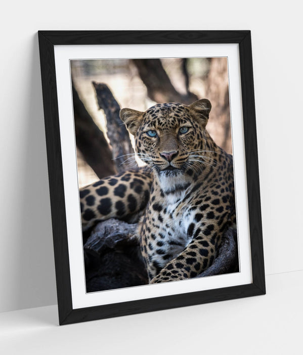 Blue Eyed Cheetah Art – Framed Wall Art Poster With Faux Wood Frame, Matte Finish