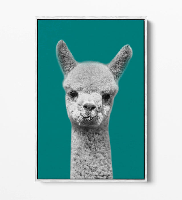ALPACA BLACK WHITE TEAL FLOAT EFFECT CANVAS WALL ART PIC PRINT