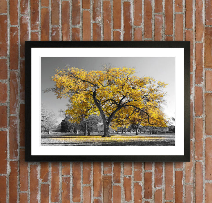 Framed Wall Art Poster Large Tree Yellow Leaves Black White Print - Matte Paper