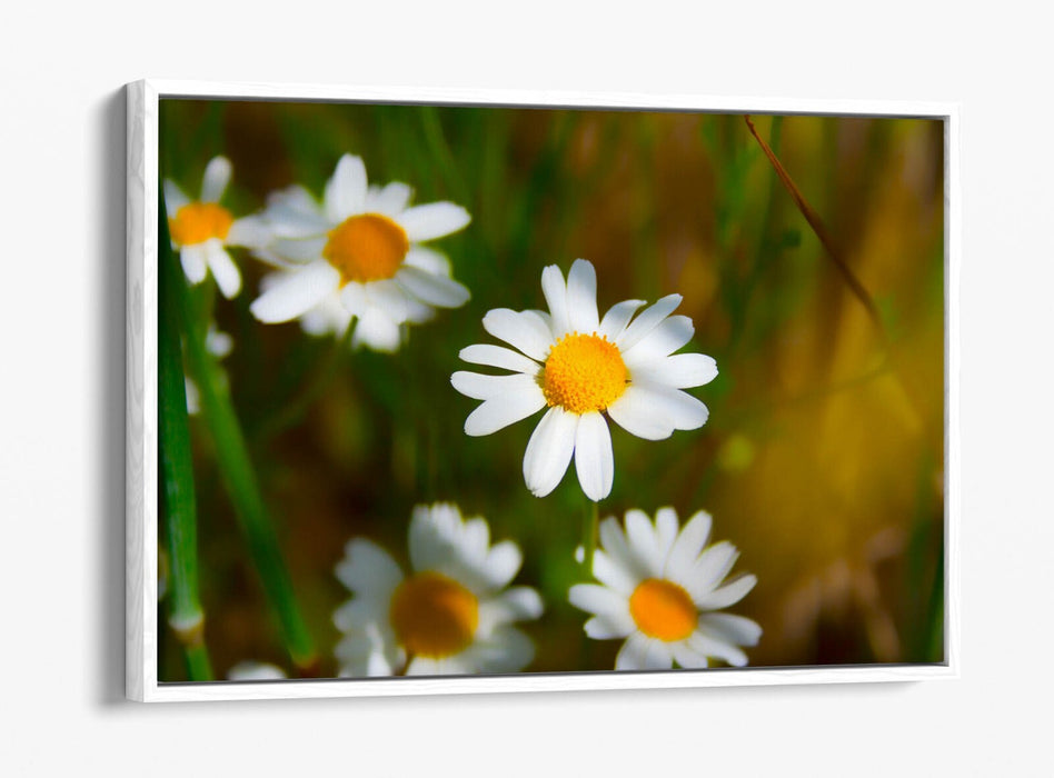 Float Effect Canvas - Daisies Canvas Print with Premium Varnish Finish, UK Made