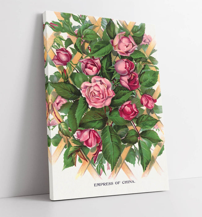 Canvas Wall Art - Empress Of China Rose Lithograph Print On Archival Grade Canvas