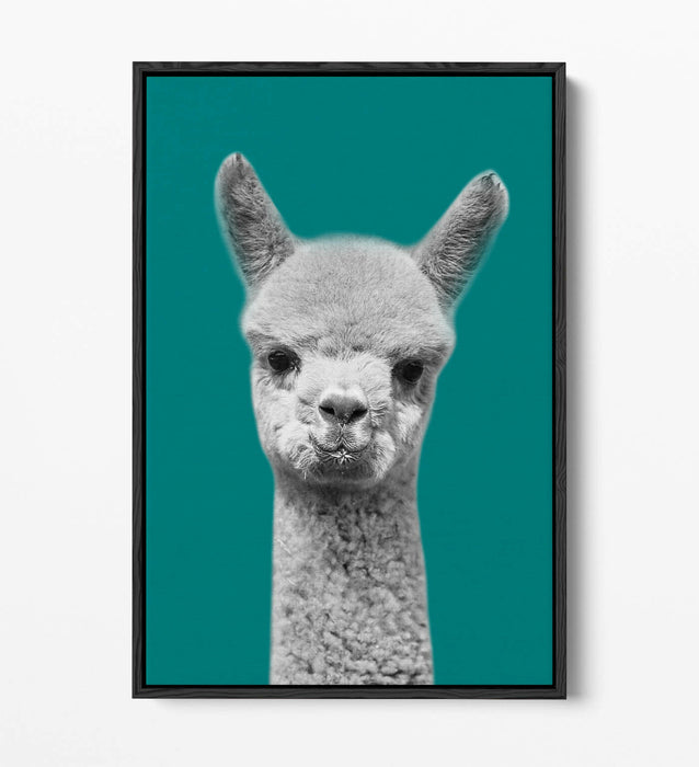 ALPACA BLACK WHITE TEAL FLOAT EFFECT CANVAS WALL ART PIC PRINT