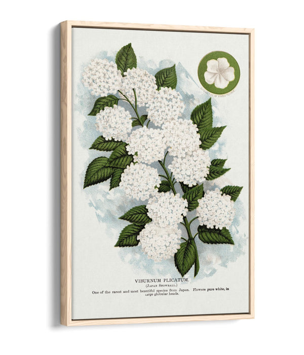 Canvas Wall Art - Japanese Snowball Flower Print | Float Effect, 30mm Deep Frame