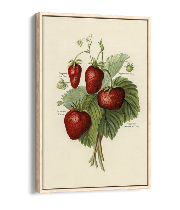 Canvas Art Print - Vintage Strawberries Wall Art With Float Effect Frame