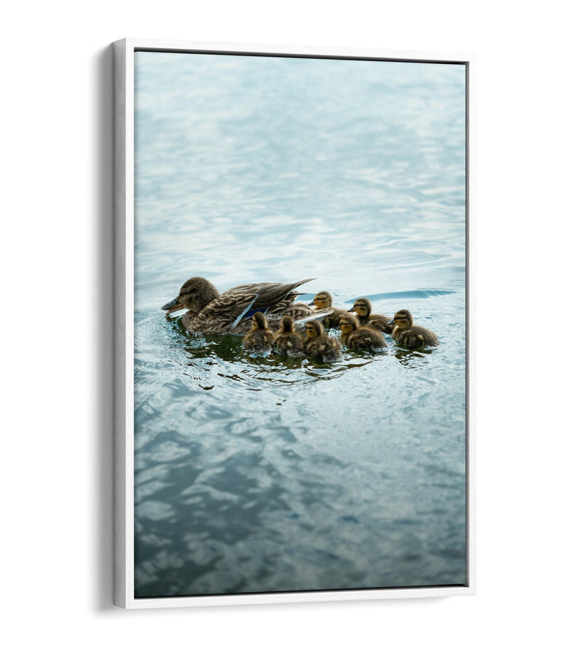Duck Canvas Wall Art - Handmade UK Canvas Print With Float Effect Frame