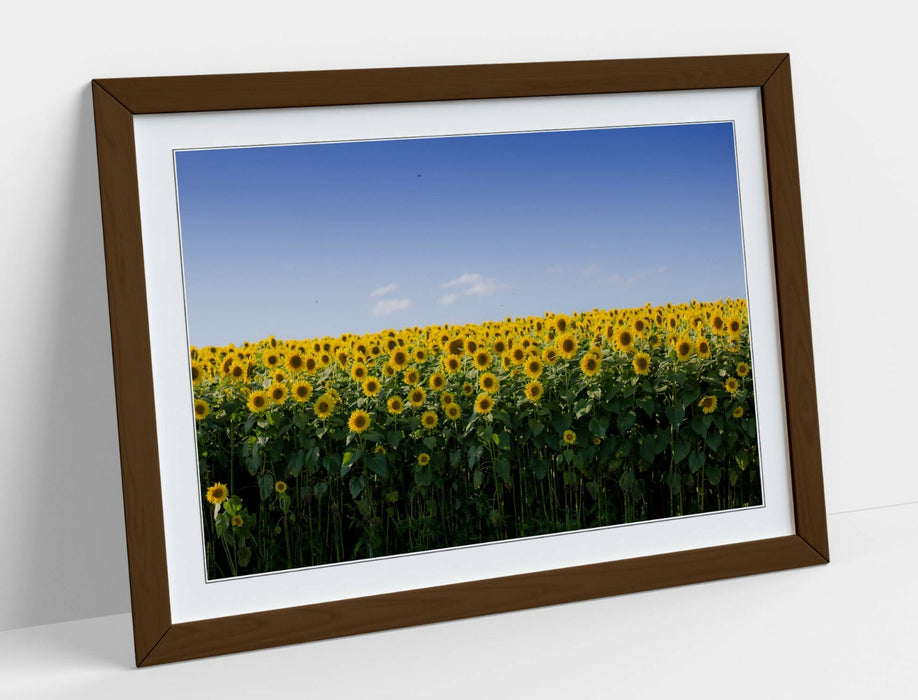 SUNFLOWER FIELD PHOTOGRAPHY -FRAMED POSTER WALL ART PRINT ARTWORK