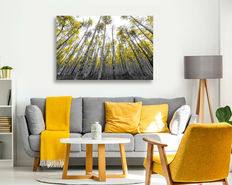 Canvas Wall Art - Aspen Trees With Yellow Leaves | Black White Tree Print 30mm Deep Frame