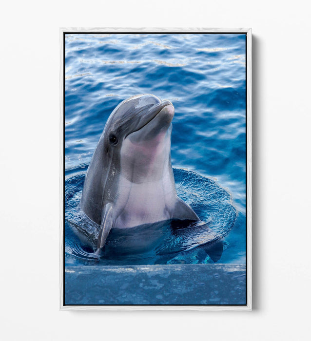 Dolphin Canvas Art – Cute Dolphin Artwork on Floating Frame Canvas, Ready to Hang