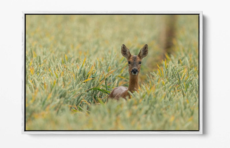 Deer Canvas Wall Art - Wildlife Canvas Print With Float Effect Frame