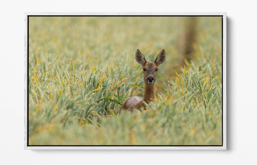Deer Canvas Wall Art - Wildlife Canvas Print With Float Effect Frame