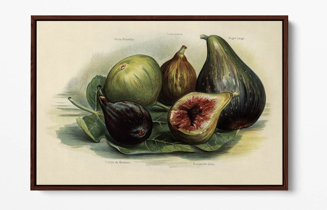 Canvas Wall Art Print - Vintage Figs Illustration | Handmade Float Effect Frame