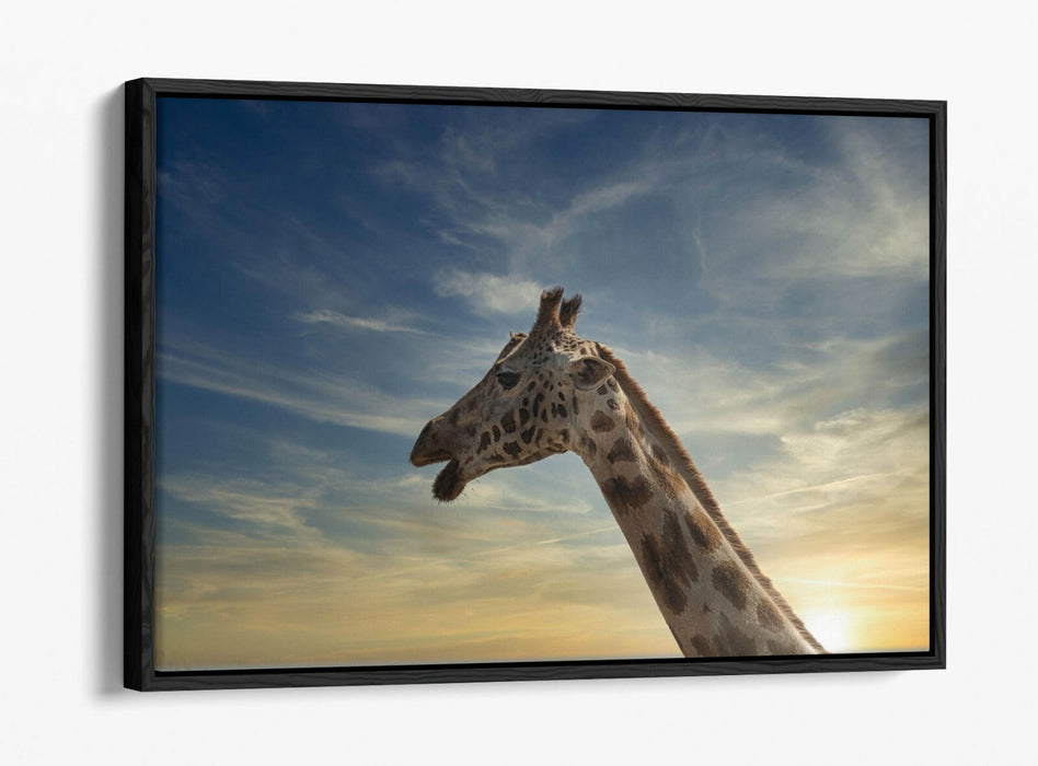 GIRAFFE IN THE CLOUDS -FLOAT EFFECT CANVAS WALL ART PIC PRINT- ANIMAL PHOTOGRAPH