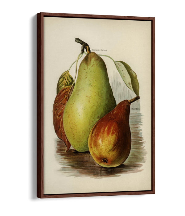 Canvas Wall Art Print - Vintage Illustration Pears on Float Effect Canvas with 30mm Deep Frame
