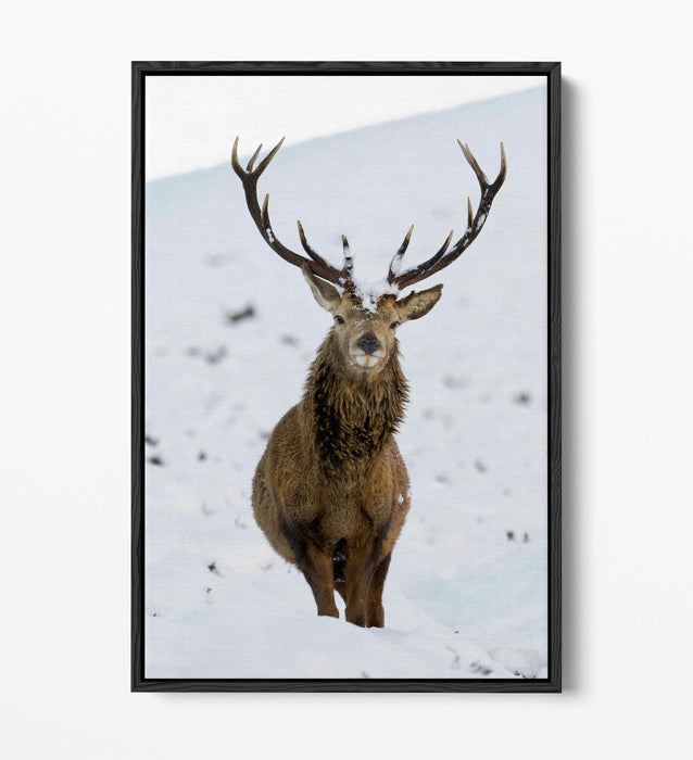Canvas Wall Art – Majestic Stag In Snowy Landscape | Float Effect Canvas Print