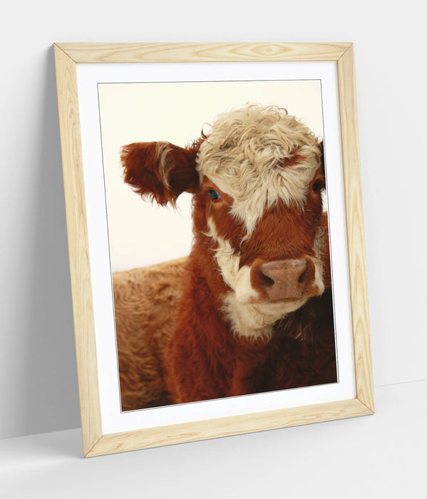 Framed Wall Art - Brown White Cow Poster With Rustic Wood Frame, Matte Paper Print