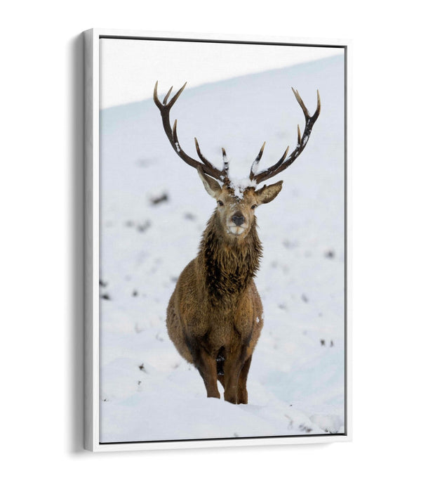 Canvas Wall Art – Majestic Stag In Snowy Landscape | Float Effect Canvas Print