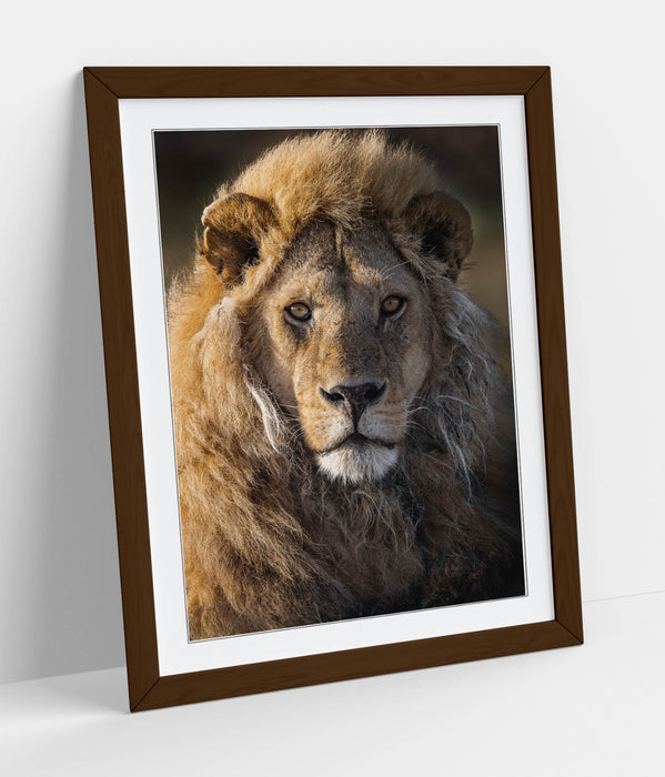 CLOSE-UP OF BEAUTIFUL LION HOME DECOR FRAMED WALL ART POSTER PRINT 4 SIZES