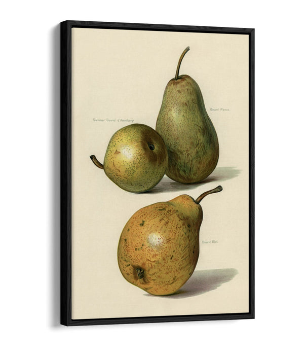 Canvas Wall Art Print - Vintage Illustration Pears | Float Effect, Ready To Hang